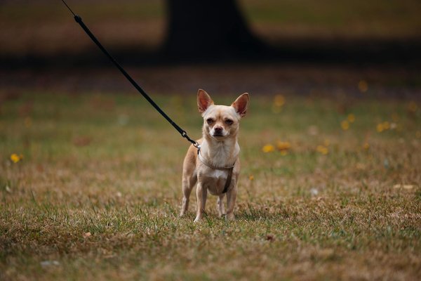 Kreative Ansätze zur Entwicklung interaktiver E-Learning-Module für technische Berufsausbildungen